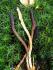 Cordyceps sinensis Cordyceps sinensis